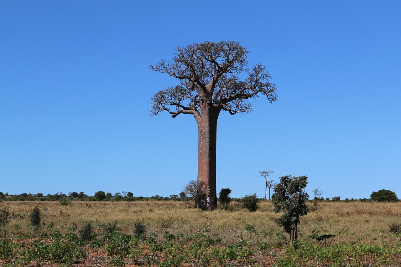 Paysage de Antananarivo L