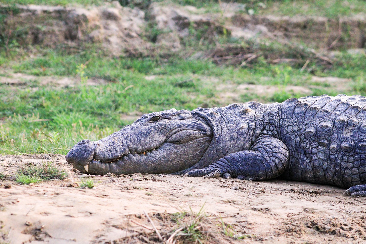 Vue de Chitwan
