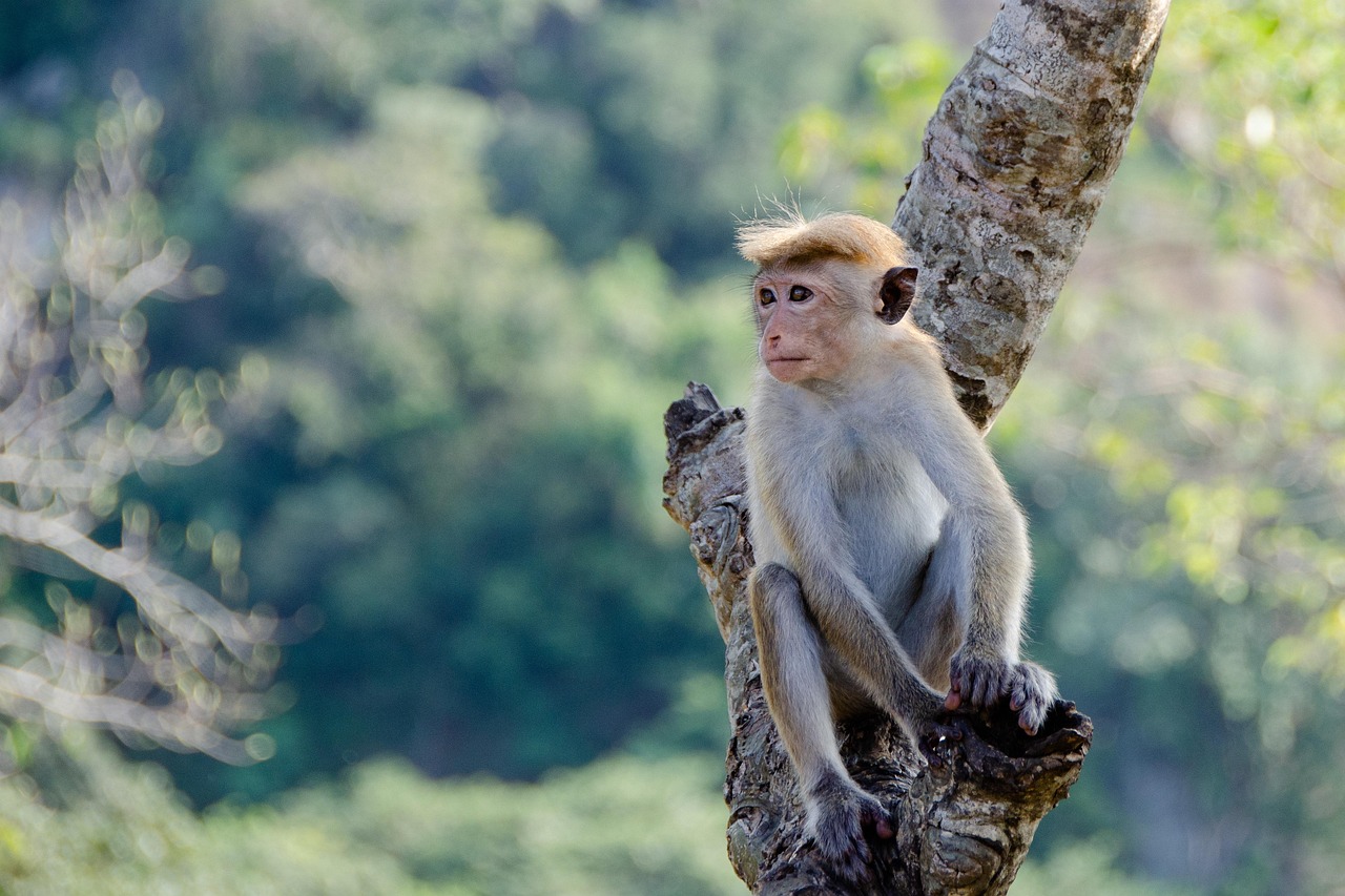 Vue de Katunayake-Seeduwa