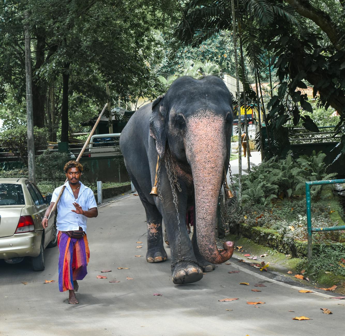 Paysage de Kopay Central