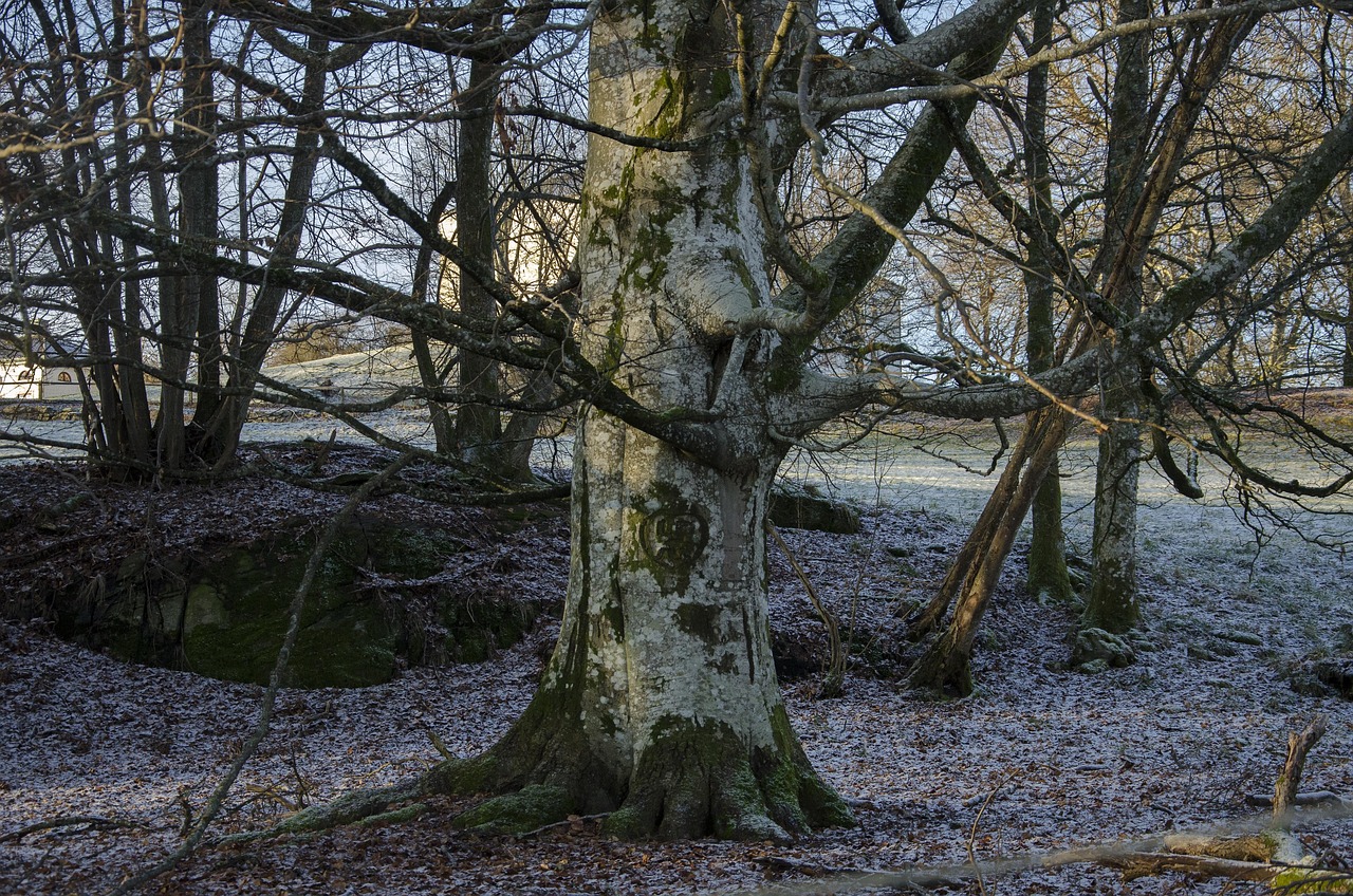 Paysage de Lerum
