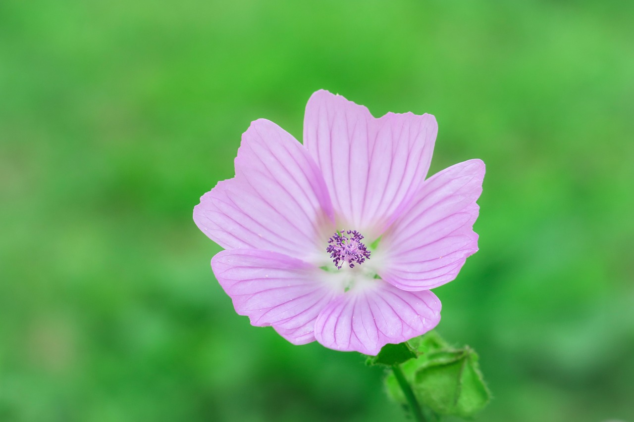 Vue de Mallow