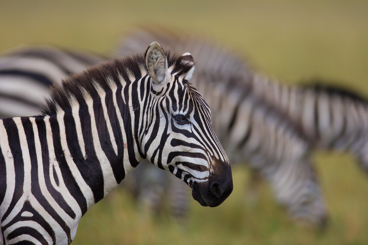 Paysage de Masai