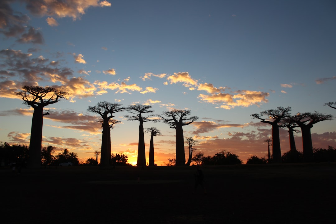 Paysage de Morondava