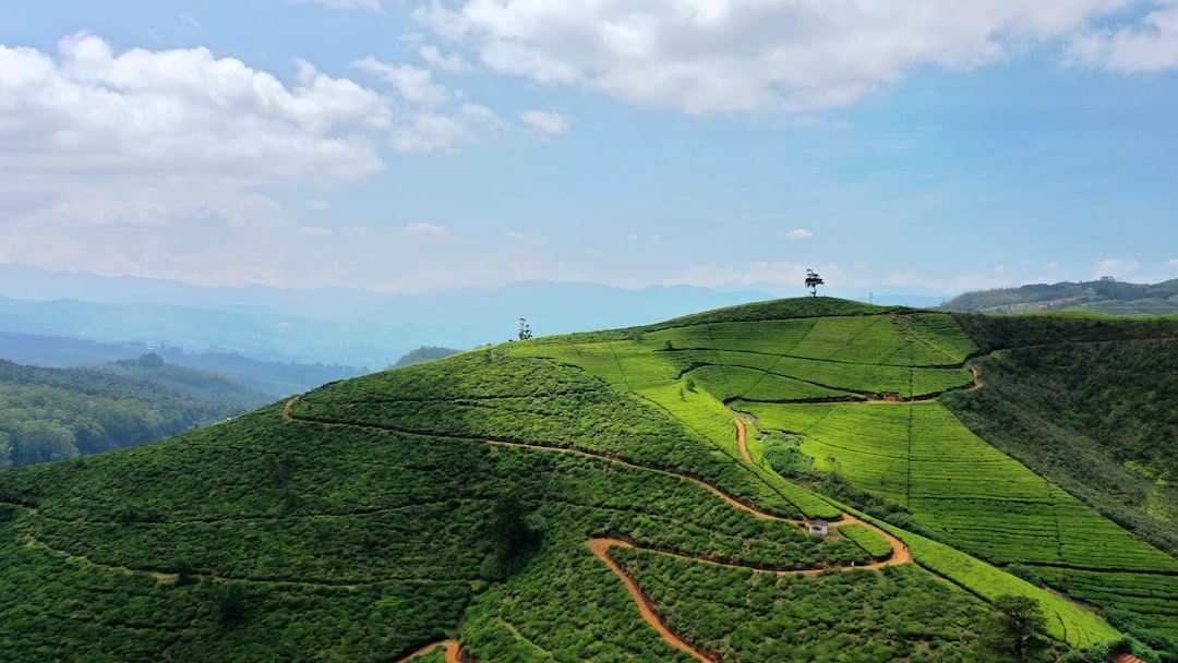 Paysage de Nuwara Eliya