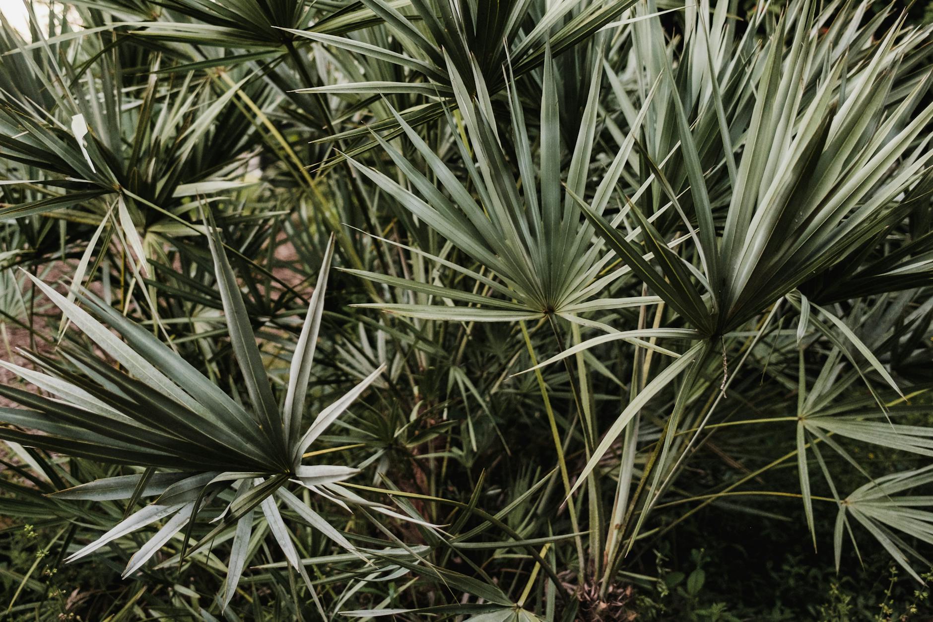 Paysage de Palmetto Village Area
