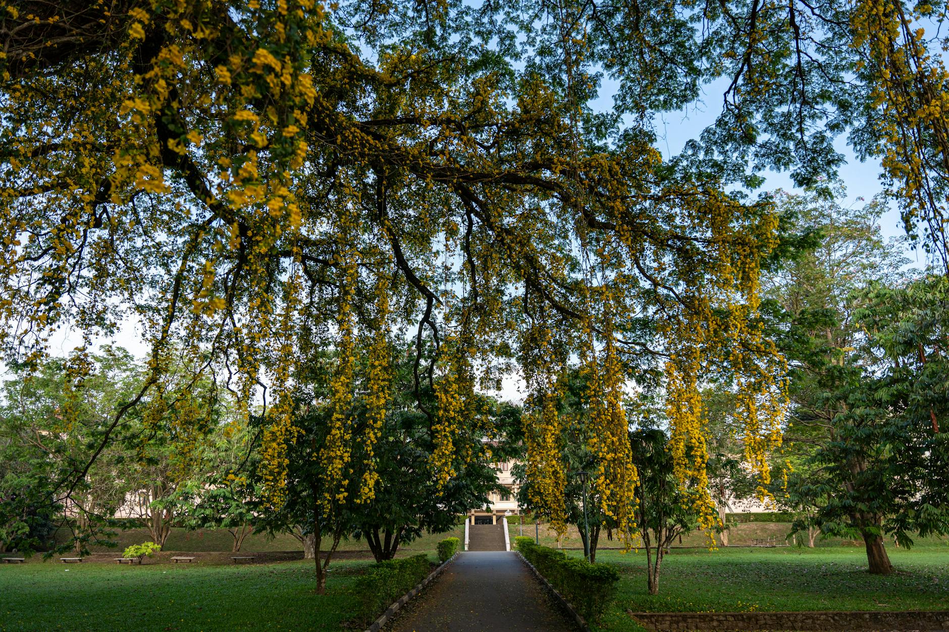 Vue de Peradeniya