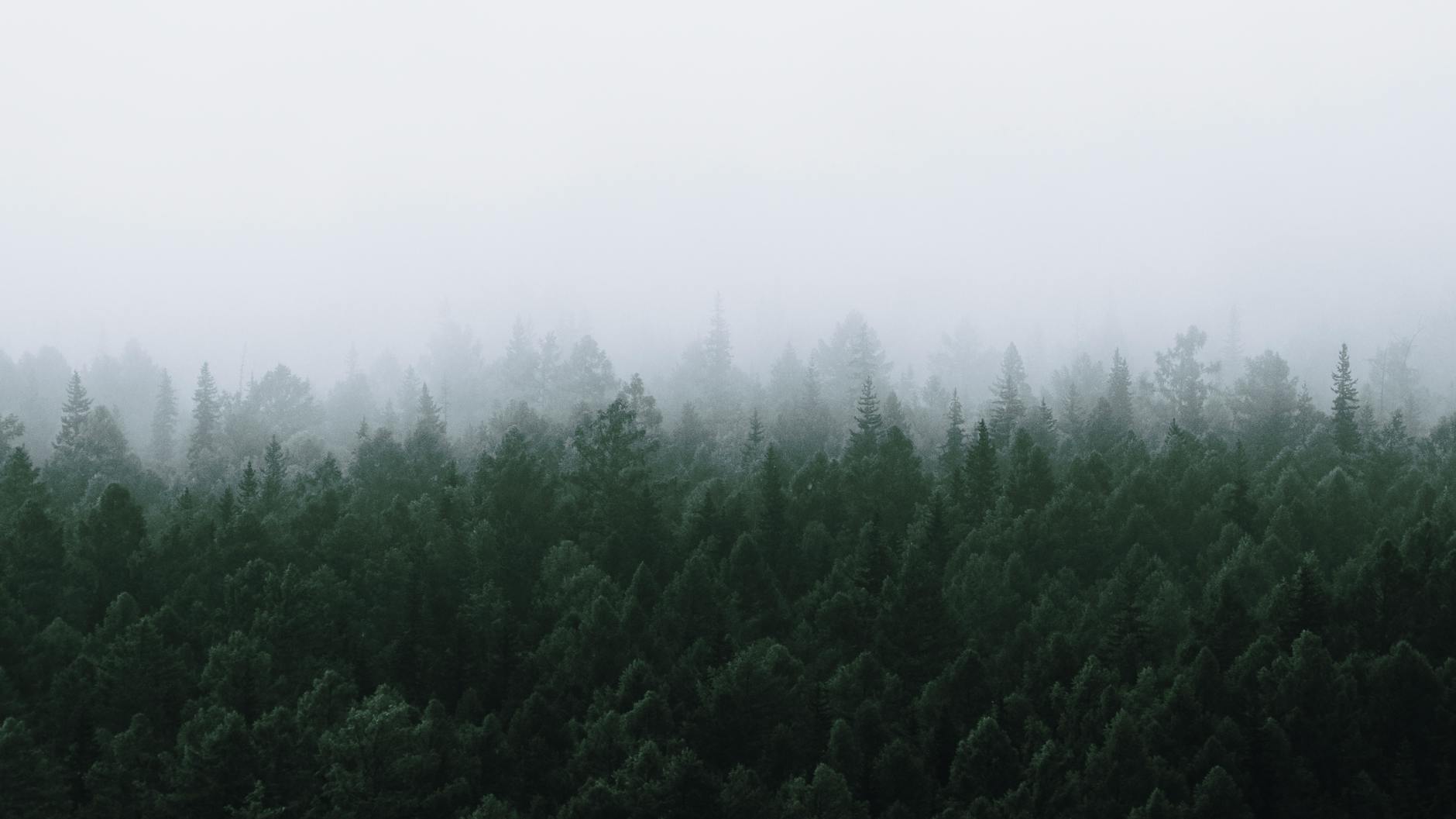 Paysage de Pestovo